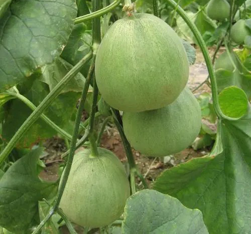 1-230314102A1X9.jpg 1-230314102A1X9.jpg